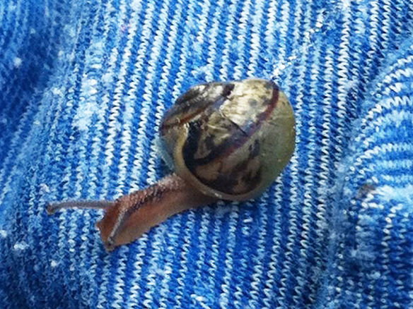 schnecke.jpg