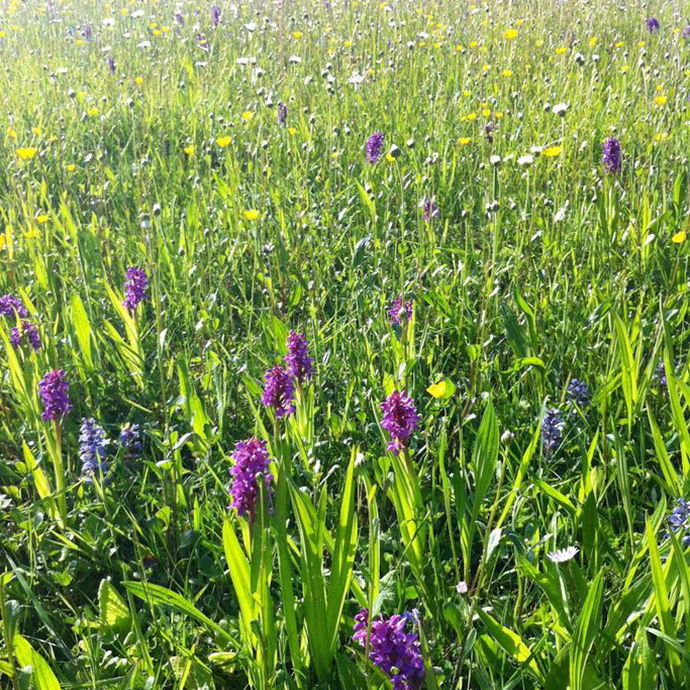 blumen.jpg blumen.jpg