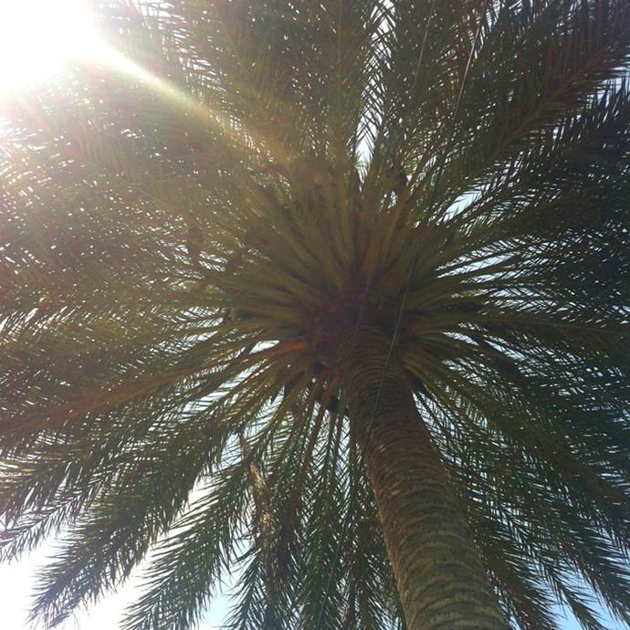 palme.jpg palme.jpg